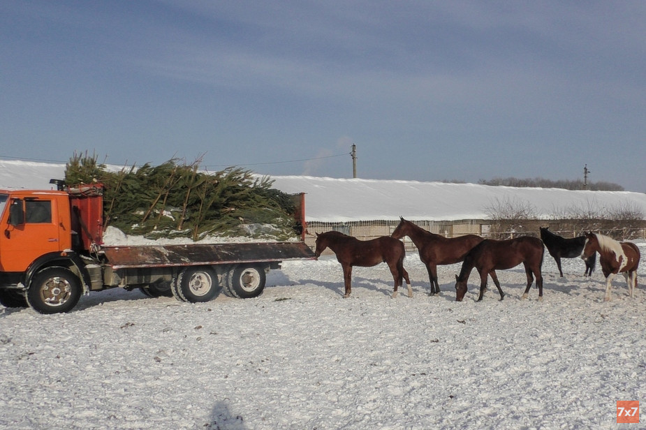 В Пензе выброшенные после новогодних праздников елки превратили в корм для животных