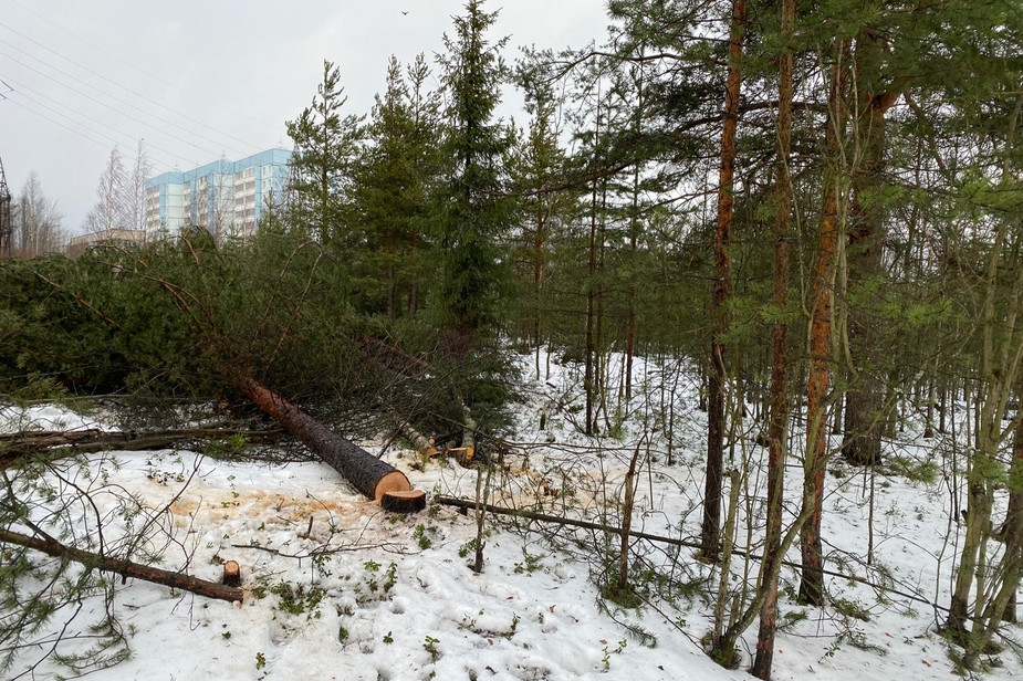 Карельские активисты решили бороться против вырубки деревьев в городском парке «Каменный бор». Там хотят построить мотокросс и детский сад