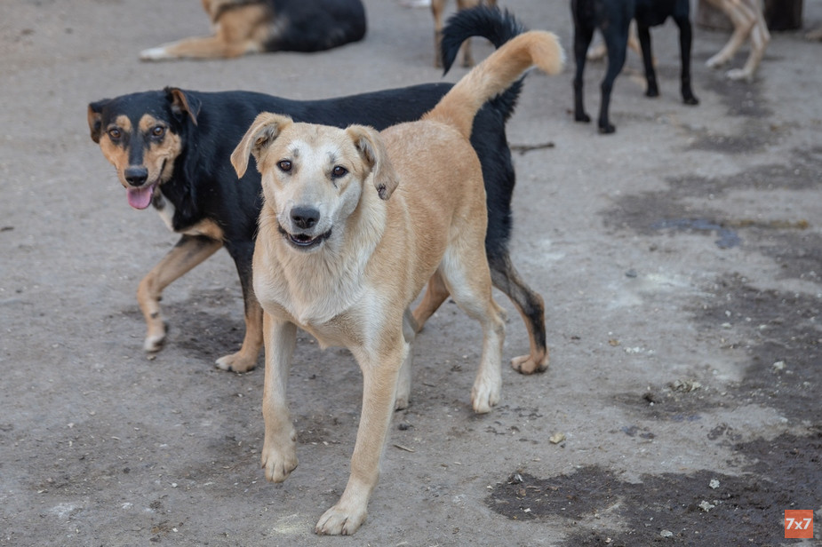 Неизвестные попытались убить собак в Воронеже и избили заступившихся за них пенсионеров