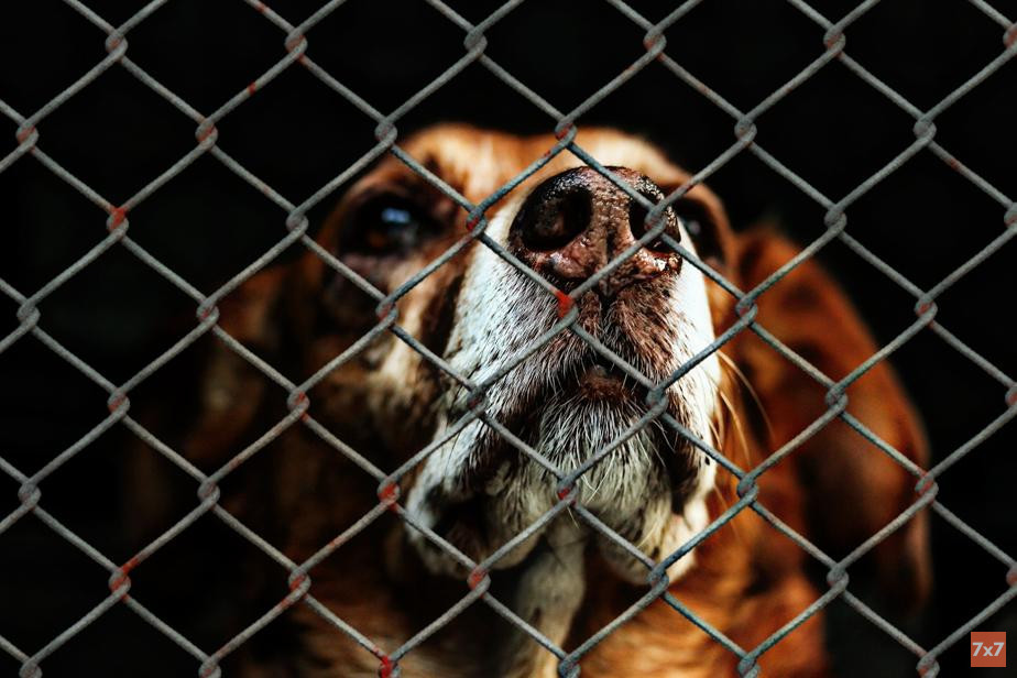 Жители Курска добились возбуждения уголовного дела по факту отравления бездомной собаки