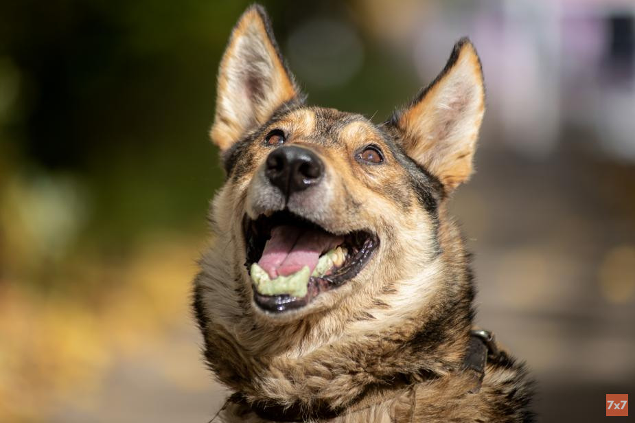 «Мухтар — символ борьбы и веры». Как рязанские зоозащитники спасли искалеченного пса и добились возбуждения уголовного дела о жестоком обращении с животным