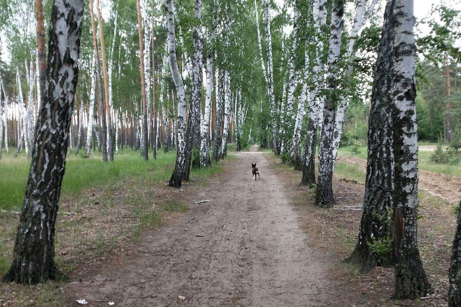 Губернатору Воронежской области передали почти две тысячи подписей за сохранение березовой аллеи