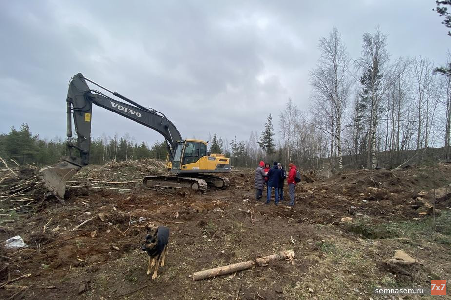 Верховный суд Карелии подтвердил незаконность вырубки деревьев в «Каменном бору», где строится детсад