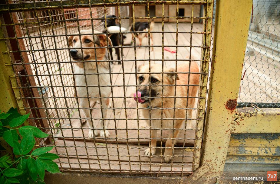 Калужский приют для бездомных животных «Подари жизнь» открыл сбор средств на покупку новых вольеров