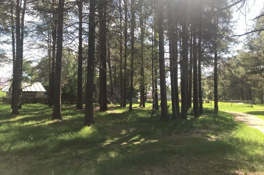 Жители старинного села в Карелии остановили вырубку вековых сосен на берегу Онежского озера